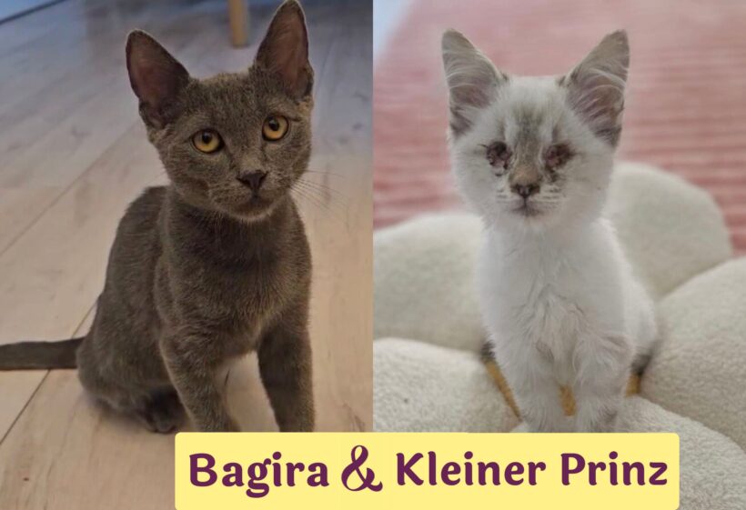 KLEINER PRINZ&BAGIRA