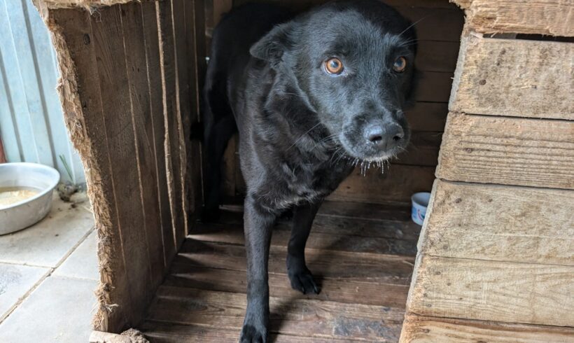 BLACK CHERRY – reserviert