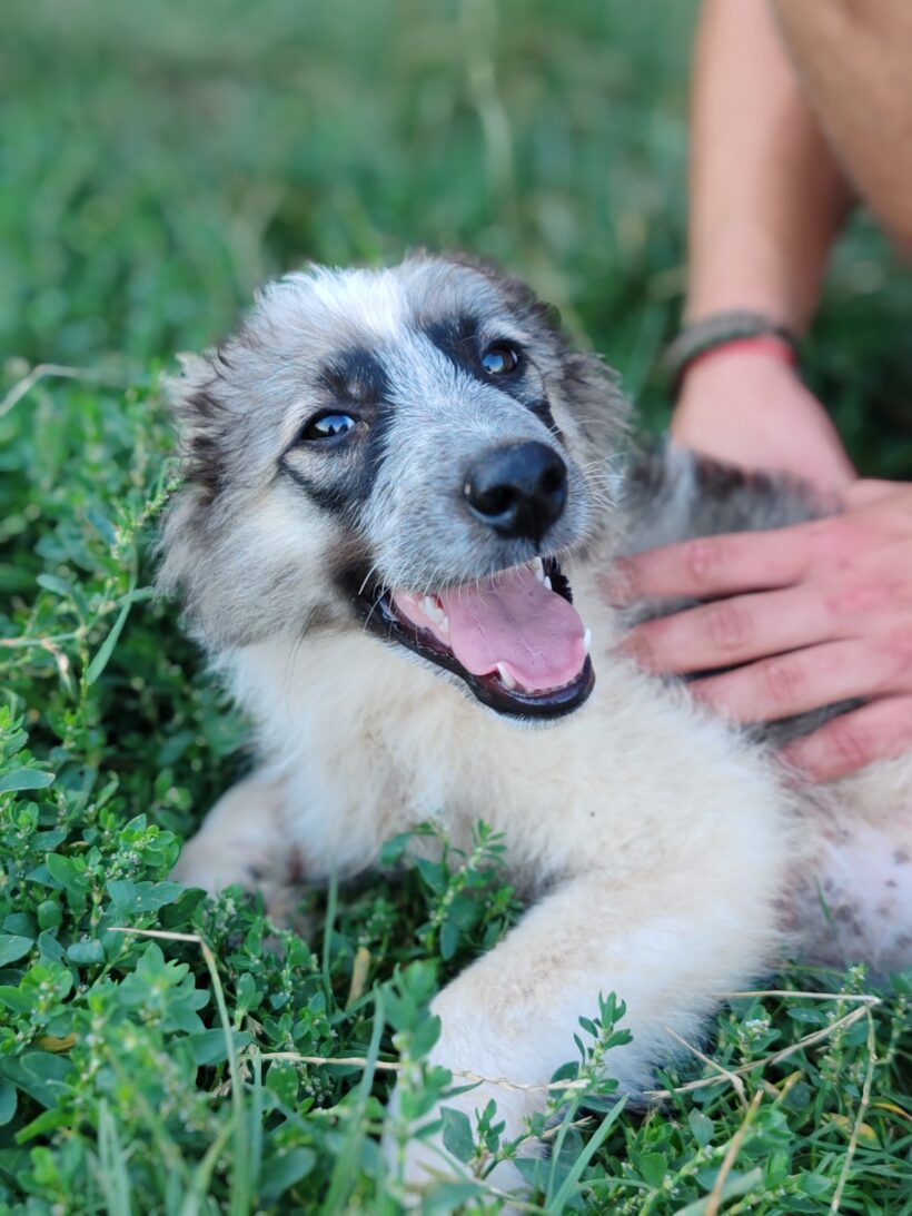 PROFESSOR SCHNUFFEL PROFESSOR SCHNUFFEL