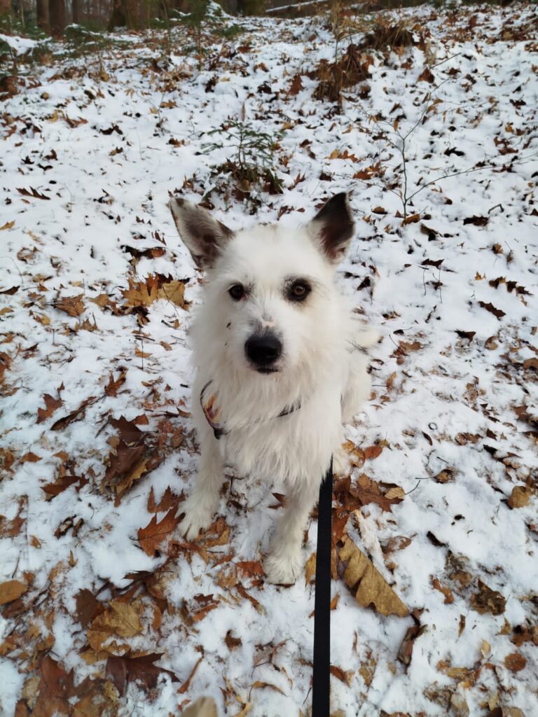 04abf71d-bb01-457f-8bf6-e0f12f19de70