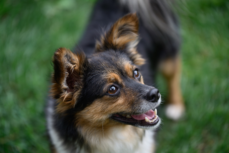 1 - Pfoten (1 von 41)