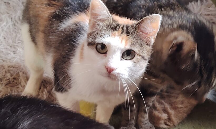 LILETTE – FIV positiv