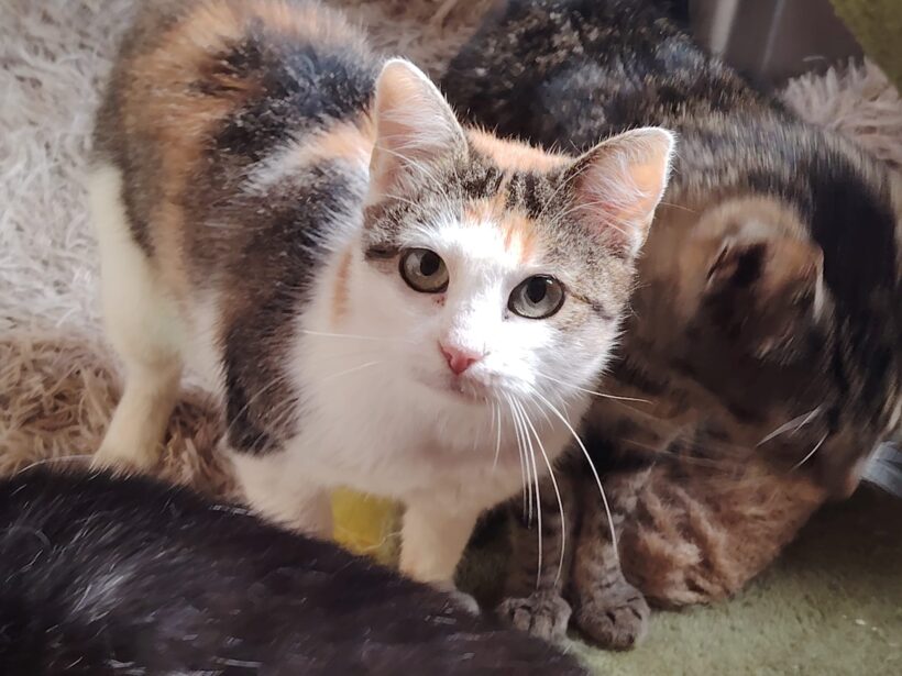 LILETTE – FIV positiv