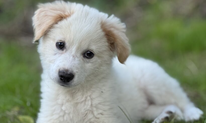 FLUMMI – reserviert