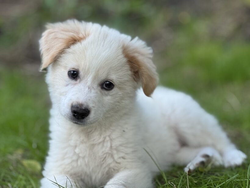 FLUMMI – reserviert FLUMMI – reserviert