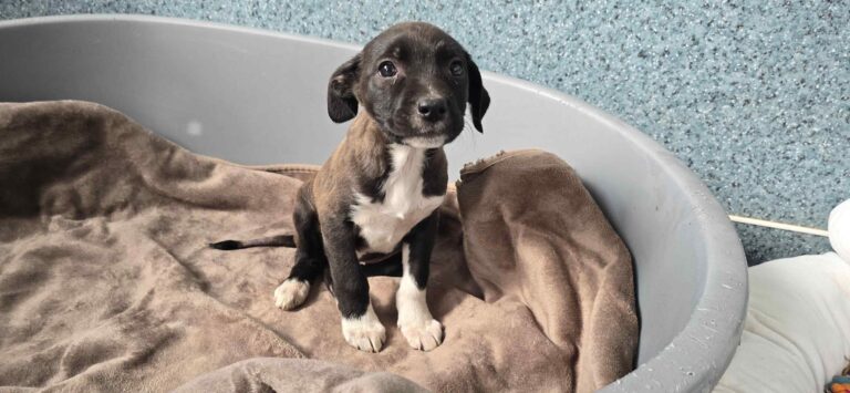 556580528_3270369146458705_8437841258918866519_n_2_11zon