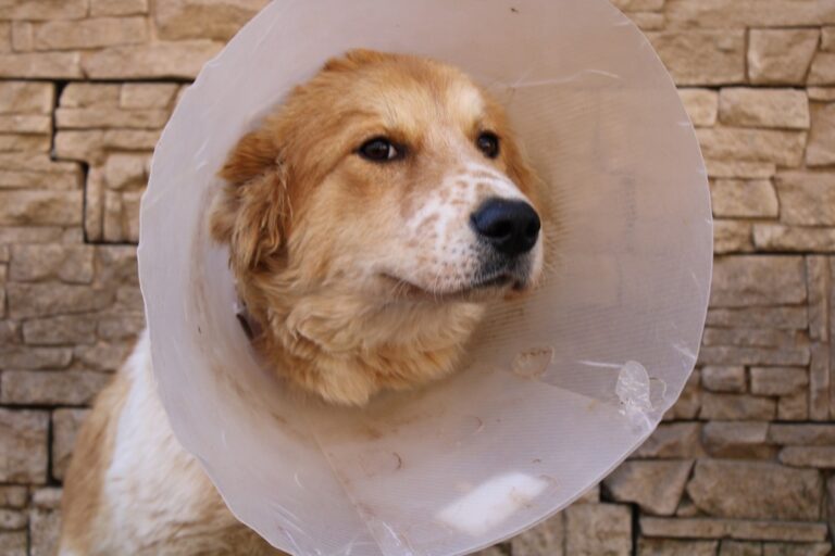 568589386_24839149152444172_7023351101687541296_n