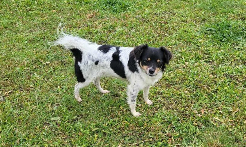 INDIRA – reserviert