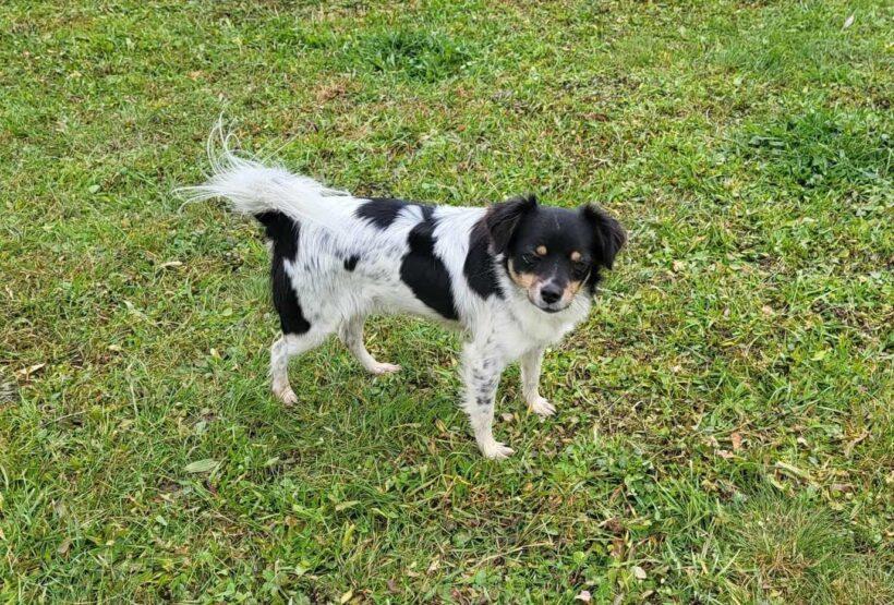 INDIRA – reserviert