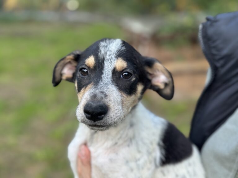 A95422D4-5F81-4C6C-8497-24CF15C5D67F_1_105_c