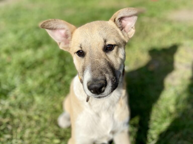 C7B8A9ED-0616-40CB-B20D-EE302415D108_1_105_c