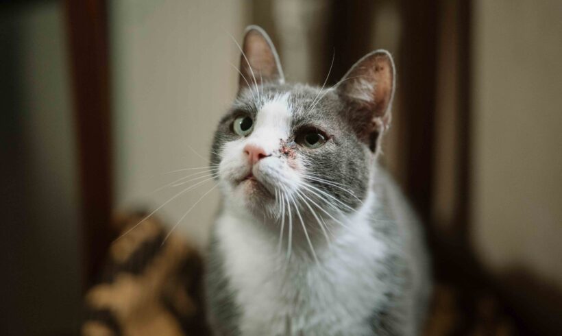 HANNO – FIV positiv