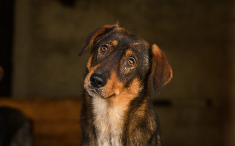 EHFS_DSC_9596_Rocket_900x560