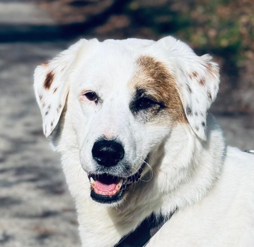 GINA