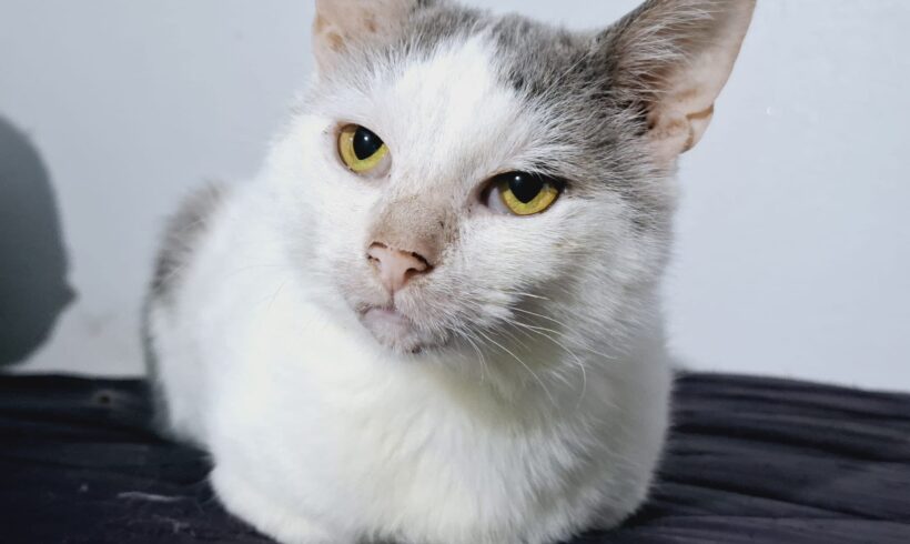 EDDIE – FIV positiv