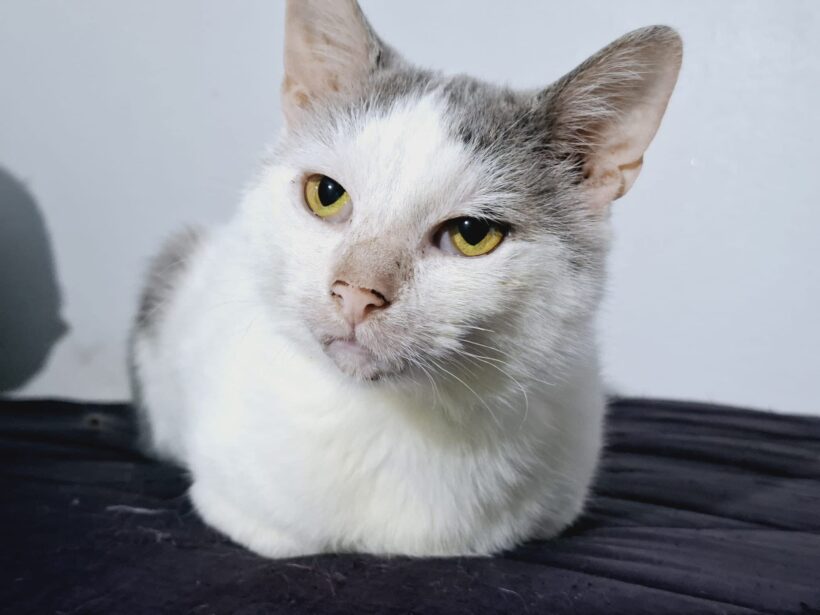 EDDIE – FIV positiv