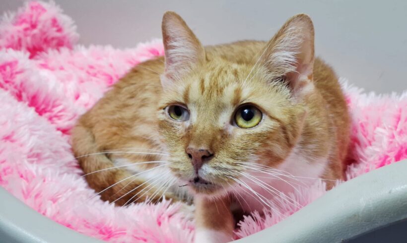 BILLU – FiV und FelV positiv