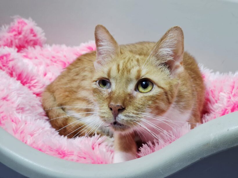 BILLU – FiV und FelV positiv