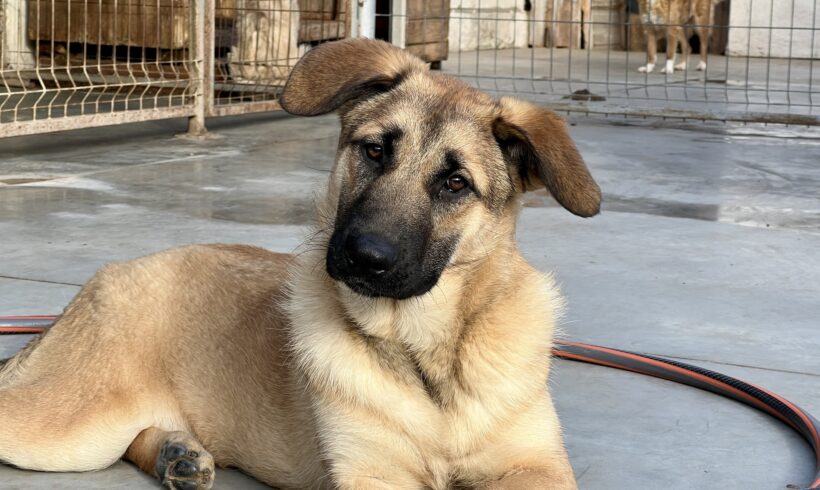 ADINA – reserviert