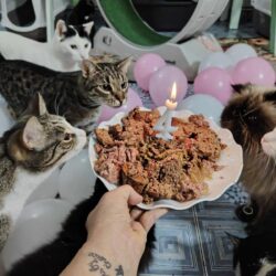 Katzenwohnung in Zalau wird 4 Jahre alt!