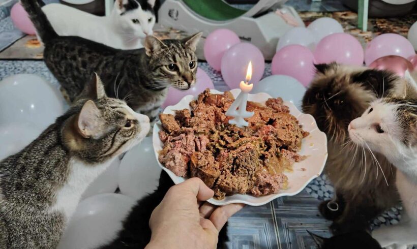 Katzenwohnung in Zalau wird 4 Jahre alt! Katzenwohnung in Zalau wird 4 Jahre alt!