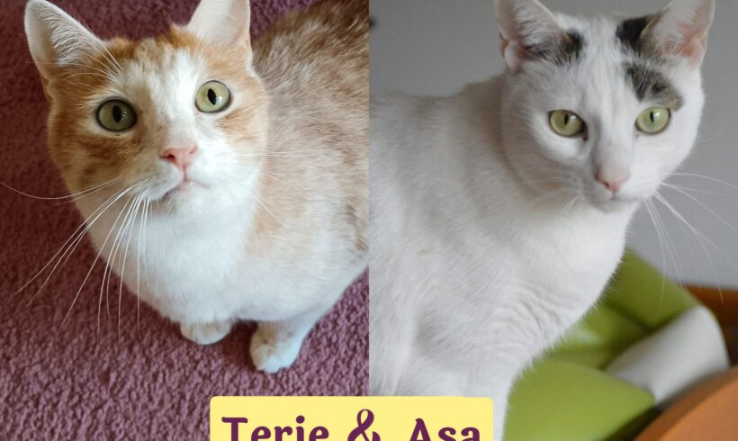 TERJE&ASA – FeLV positiv