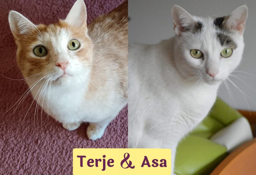 TERJE&ASA – FeLV positiv