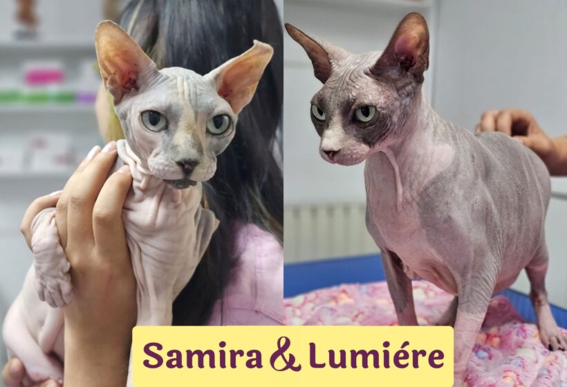 SAMIRA&LUMIERE SAMIRA&LUMIERE