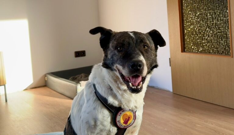 inbound1089745444274626033