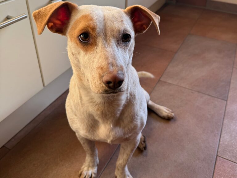 4fac36ed-78e2-4cef-82a7-e15f6cd73876