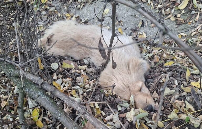 573623800_25850995901154062_7300167001792266977_n