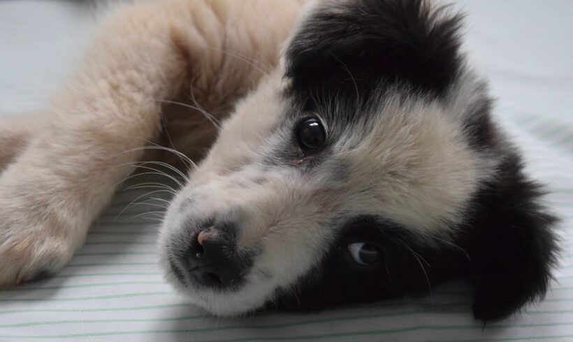 LOVIS – reserviert