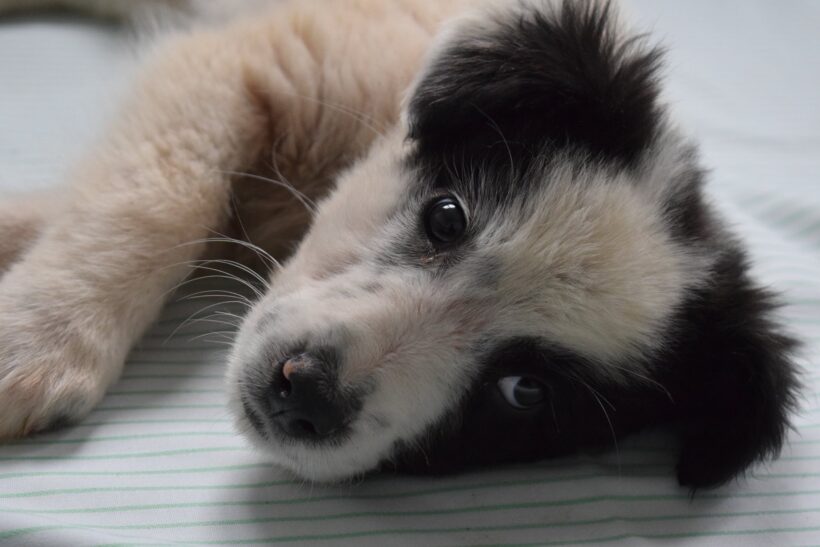 LOVIS – reserviert