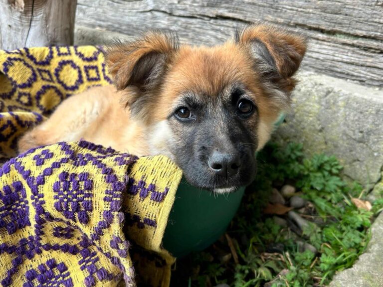 577026959_24263511896657530_2858204844300020319_n