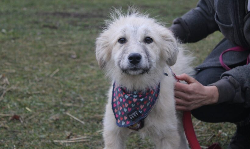 STRUBBELINE – reserviert