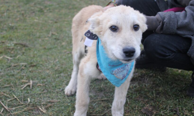 SCOTTIE – reserviert