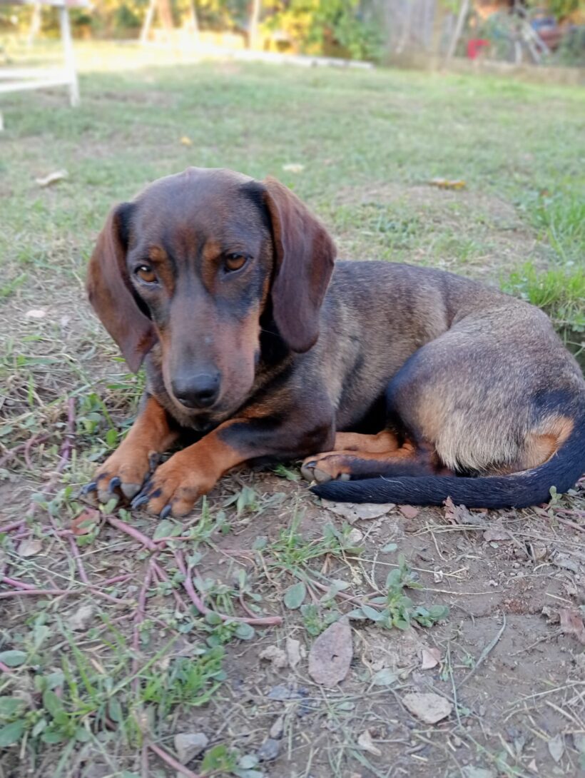 DOTTIE – reserviert