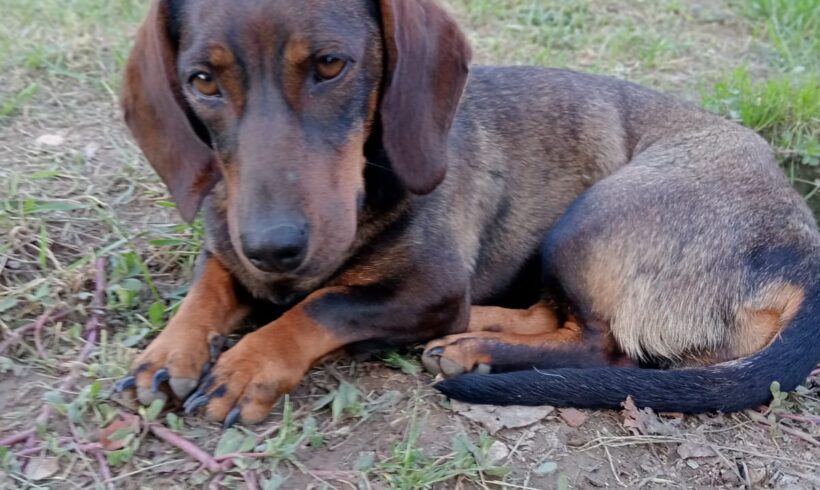 DOTTIE – reserviert