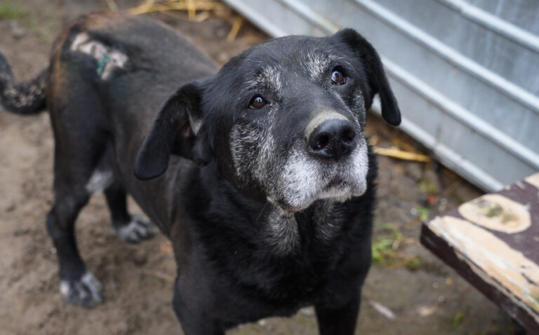EHFS_DSC_9914_schwarz_alt_900x560-2