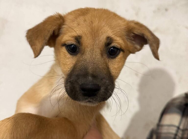 FB_IMG_1764677793479