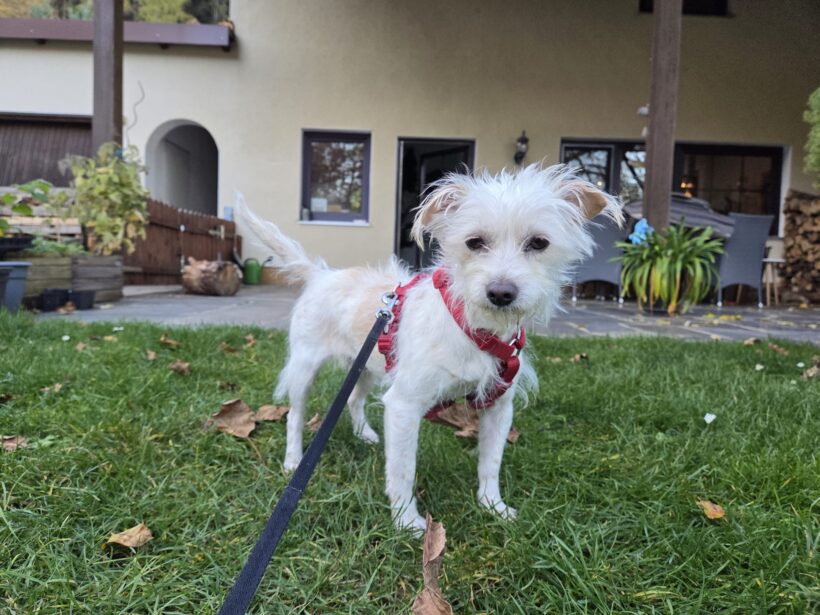 MS BUTTERFLY MS BUTTERFLY