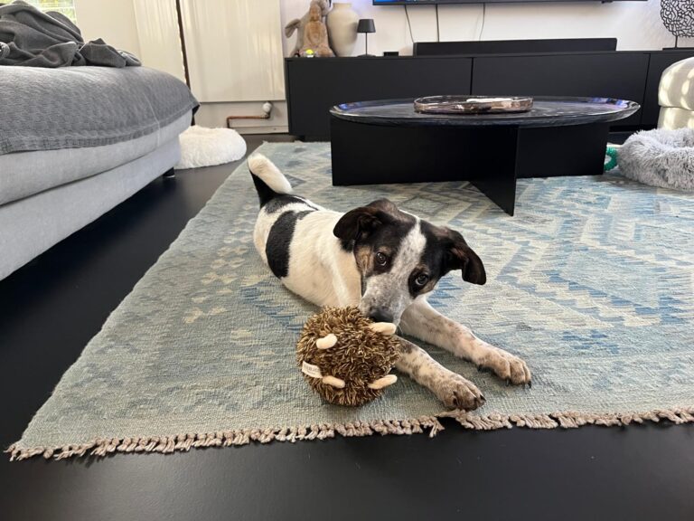 IMG-20251114-WA0056(1)