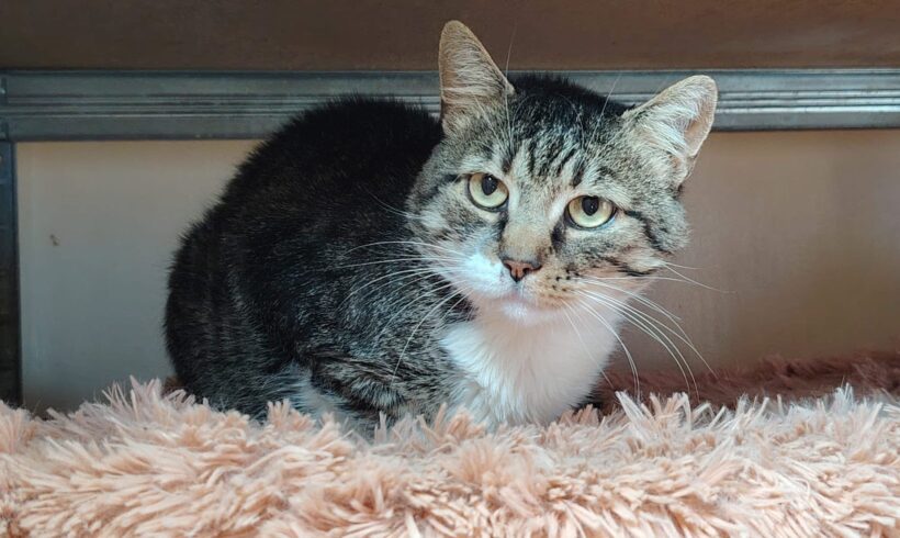 ARISTOTELES – FIV positiv