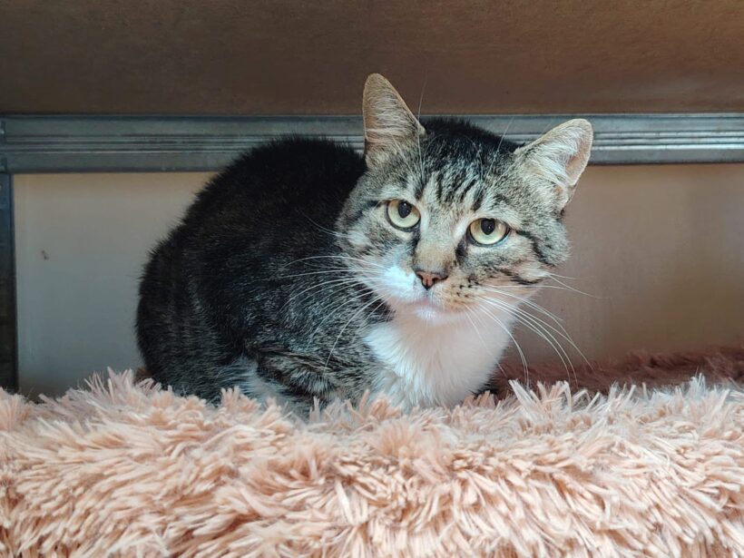 ARISTOTELES – FIV positiv