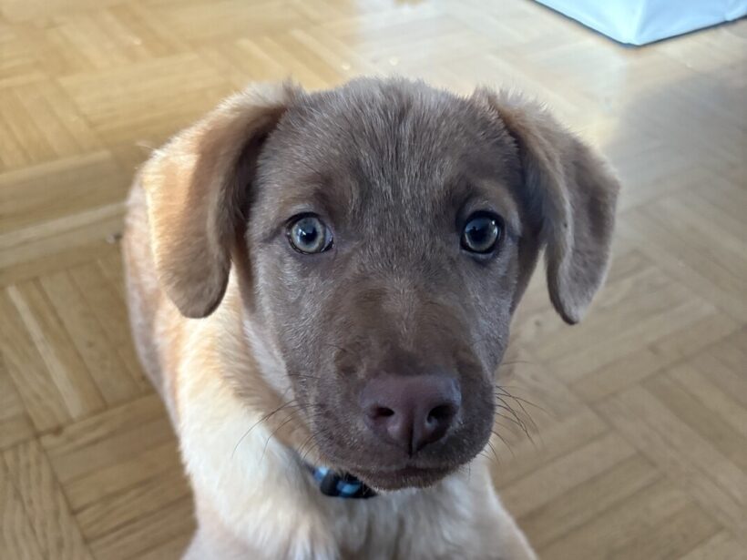 ELLIE – reserviert