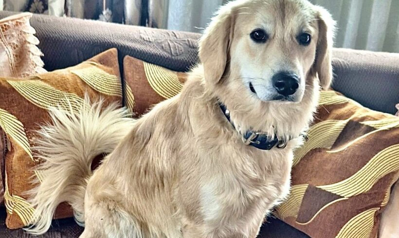 MIDAS – reserviert