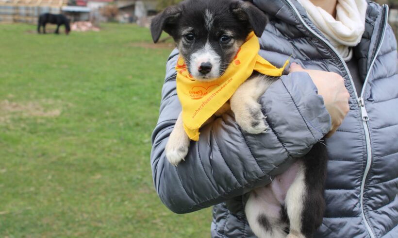 FREDY – reserviert