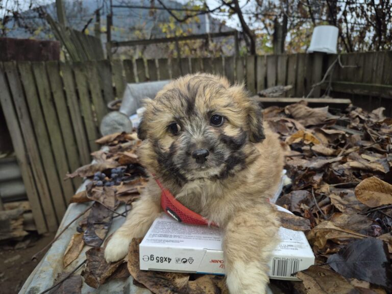 Messenger_creation_1B14C00A-5ABB-4083-9414-72CC32E24521