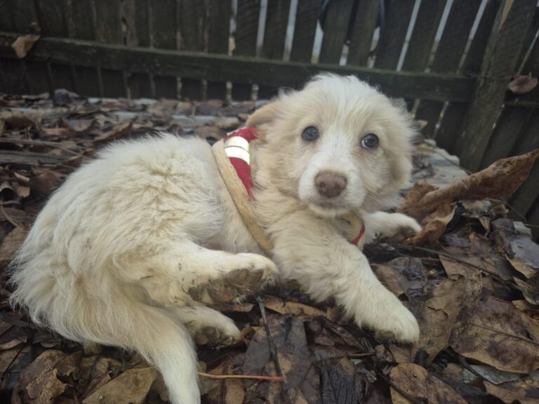 Messenger_creation_3862BA9B-6CB8-438D-A348-F9B4F4ECB7E8