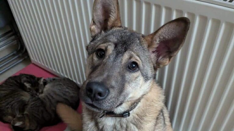 Messenger_creation_6E445B01-8D79-4CF8-89E3-A3B3A2A2F7BE